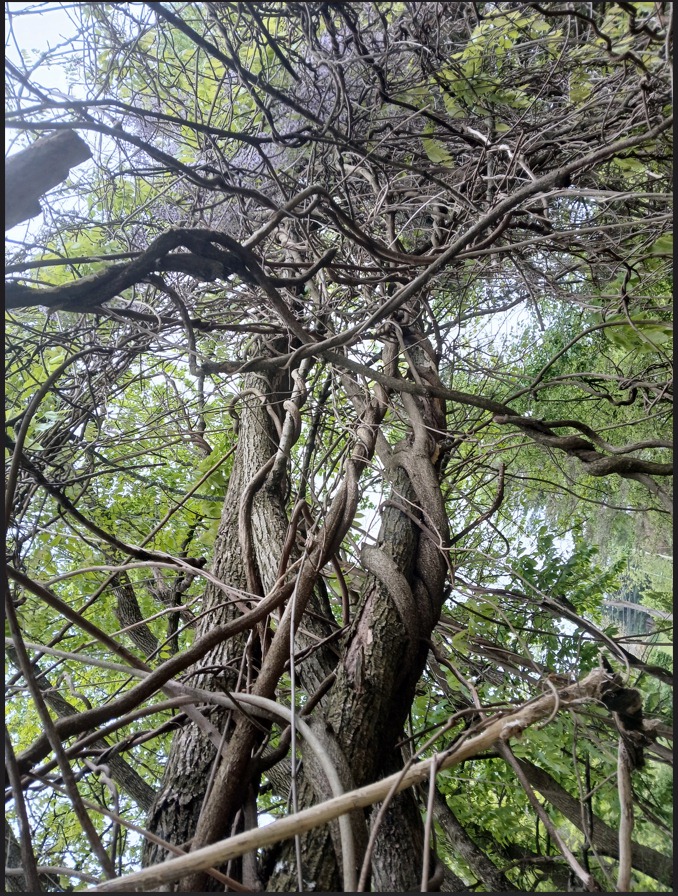 Vines breaching the upper tree canopy
